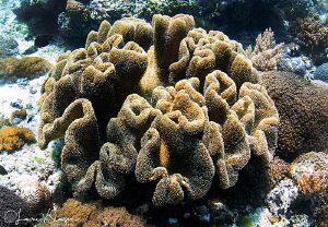 Coral Formation/Photographed with a Tokina 10-17 mm fishe... by Laurie Slawson 